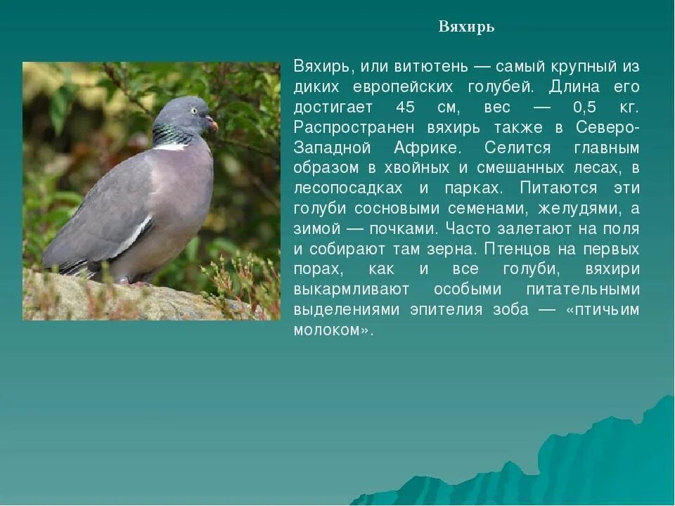 Лесной голубь фото и описание Картинки ЛЕСНОЙ ГОЛУБЬ ОПИСАНИЕ