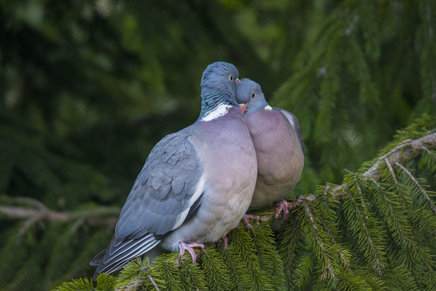 Лесной голубь фото и описание Lauku balodis. Columba palumbus. Wood pigeon. Gatisvil's blog