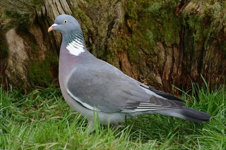 Лесной голубь фото и описание Pin by René Grillot on Pigeon ramier (Columba palumbus) Wood pigeon, Pigeon, Com