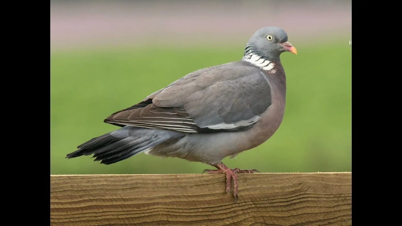 Лесной голубь фото птицы Pigeon but he gets louder and louder - YouTube