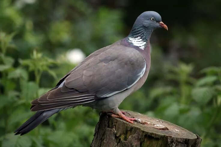 Лесной голубь фото птицы Common wood pigeon (Columba palumbus) Вяхирь seen Вяхирь, Животные, Птицы