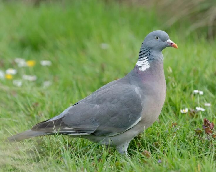 Лесной голубь фото птицы Common wood-pigeon (Columba palumbus) Oxford (UK) Aves, América central