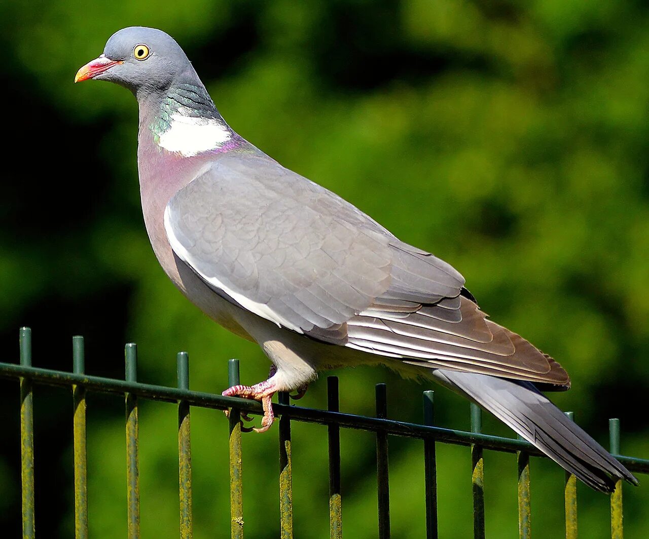 Лесной голубь подмосковья фото Species Literacy in the Netherlands - Leiden University