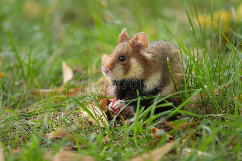 Лесной хомяк фото черный A European Hamster in a Meadow Looking for Food Stock Image - Image of food, cut