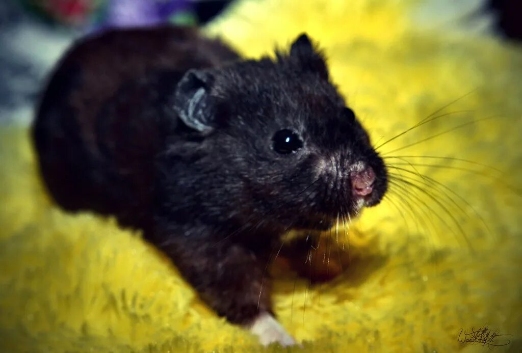 Лесной хомяк фото черный Felix The Black Bear Hamster (192/365) July 11 Photo 192. Flickr