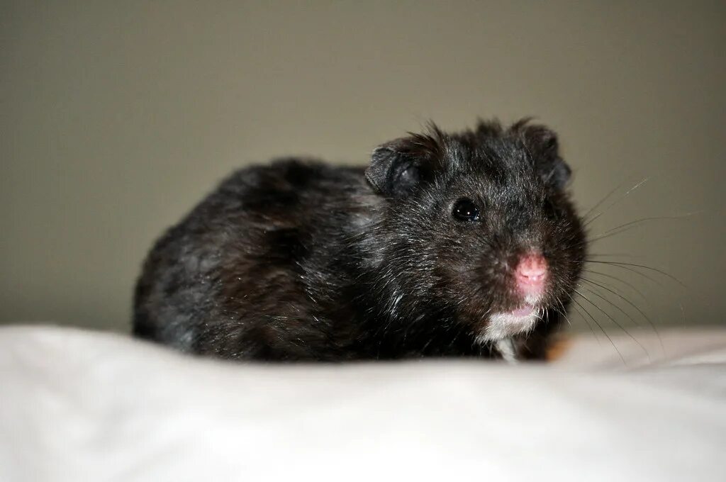 Лесной хомяк фото черный Svart Björn Hamster / Black Bear Hamster (Mesocricetus aur. Flickr