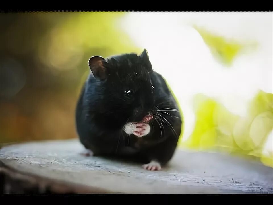 Лесной хомяк фото черный TOUCHING A HAMSTER - YouTube