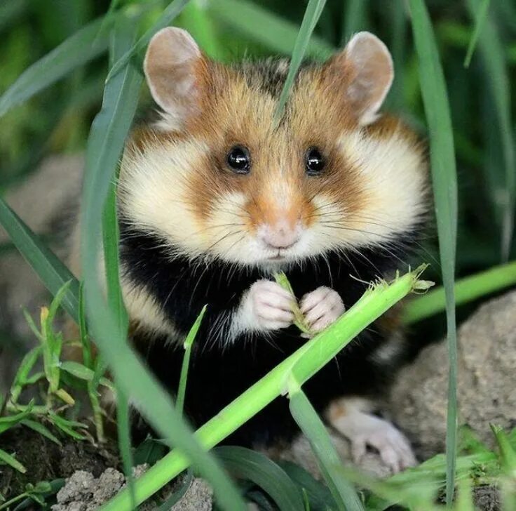Лесной хомяк фото черный Épinglé par Katie Cat sur Cute Animals Animaux amusants, Hamsters mignons, Hamst