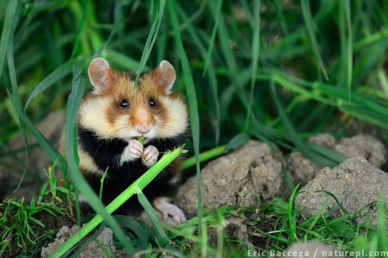 Лесной хомяк карбыш черный фото Wild hamsters In France there is a bold plan to save wild European hamsters. Wil