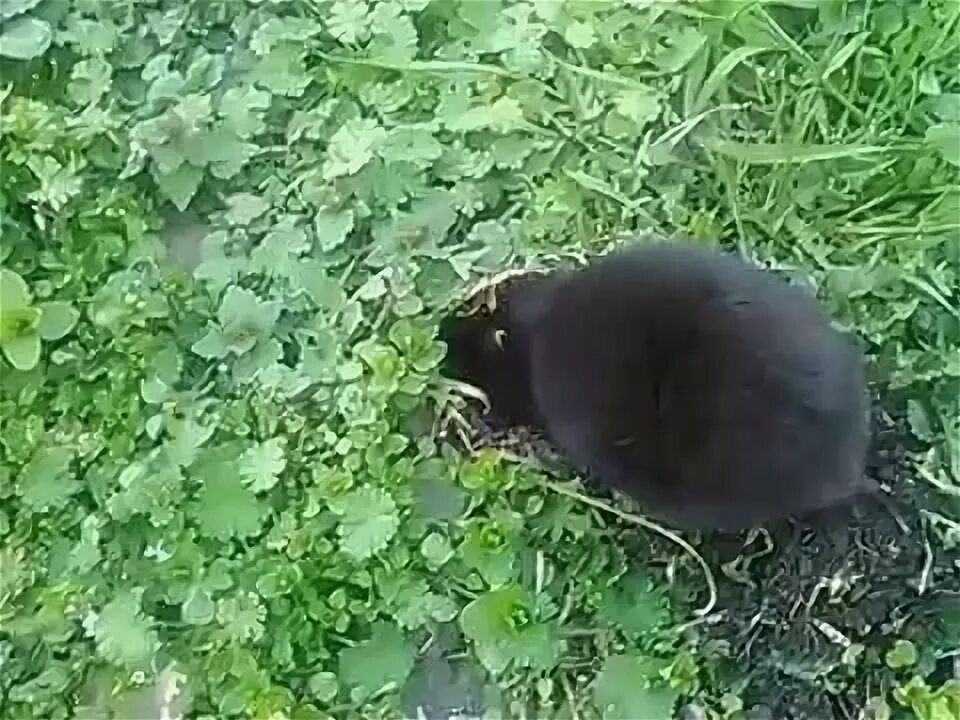 Лесной хомяк карбыш черный фото Хомячок. Хомяк, СТОЯТЬ!!! - YouTube