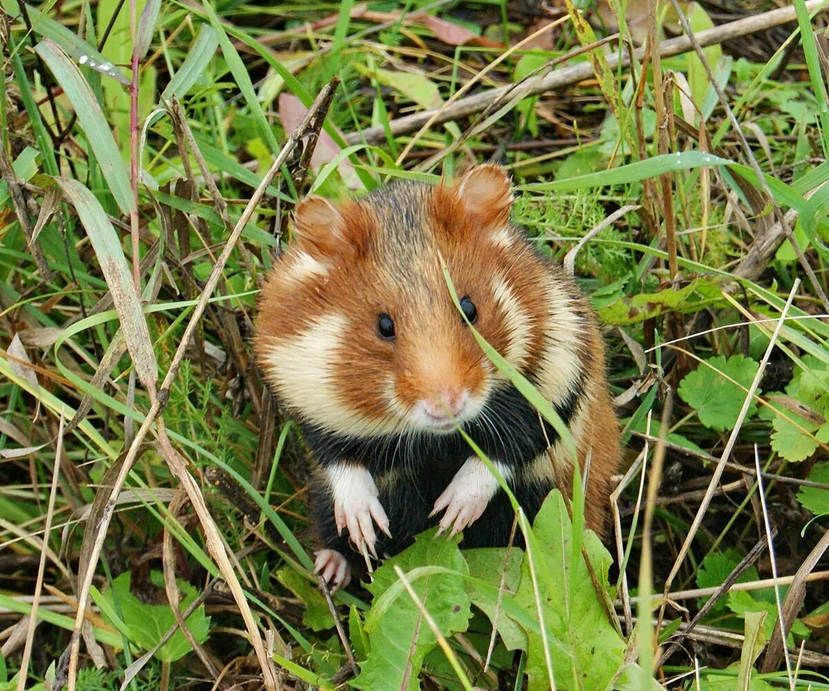 Лесной хомяк карбыш фото чем питается PHOTO: Hamster Karbysh - Gorodprizrak