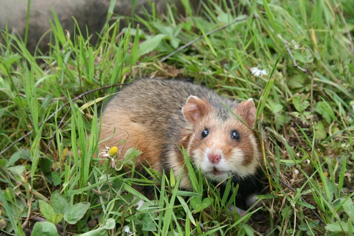 Лесной хомяк карбыш фото чем питается PHOTO: Karbysh rodent - Gorodprizrak