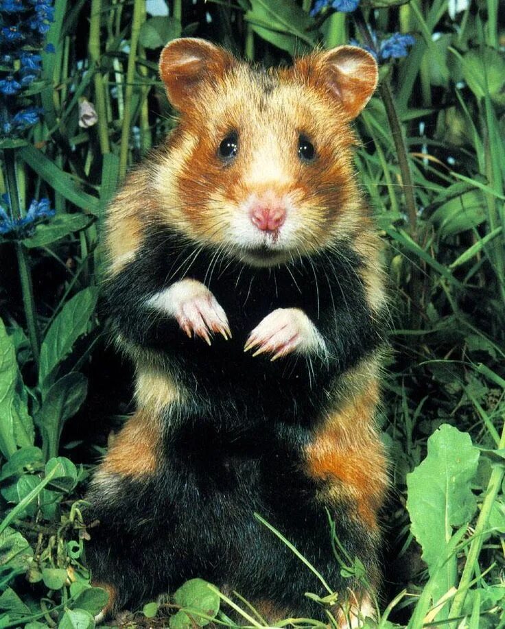 Лесной хомяк карбыш фото чем питается Pin by Neef-Nuf on Hamster Endangered animals, Exotic pets, Animals