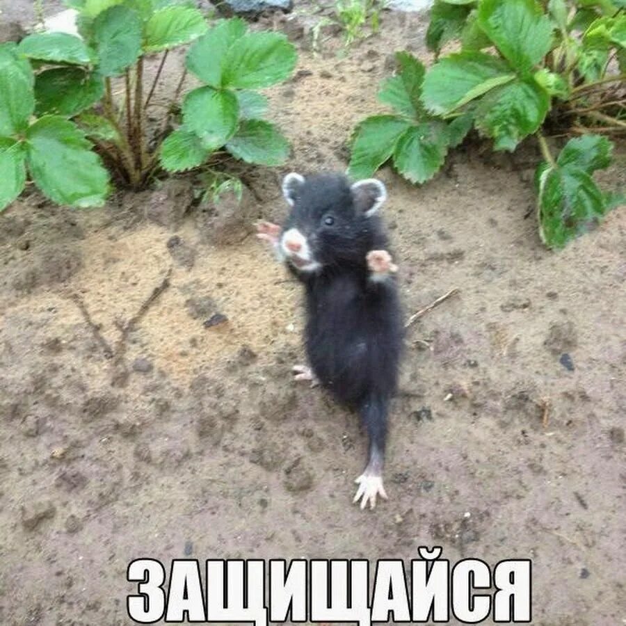 Лесной хомяк карбыш фото чем питается Максим Лаврентьев - YouTube