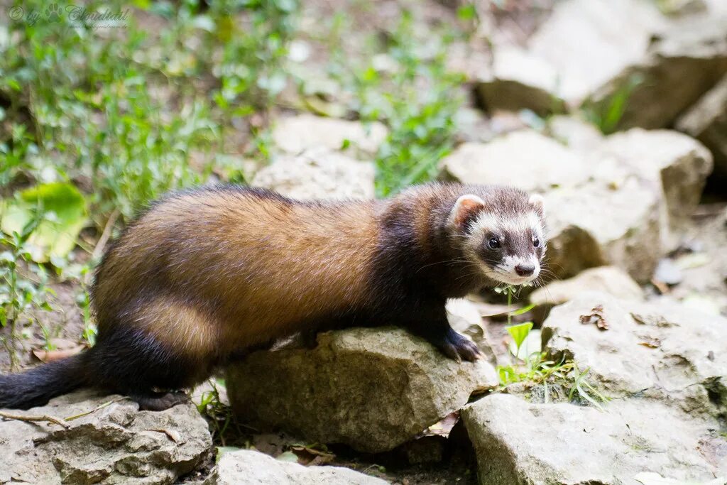 Лесной хорек фото ferret A ferret, I've seen at Wildpark Bad Mergentheim Cloudtail the Snow Leopar