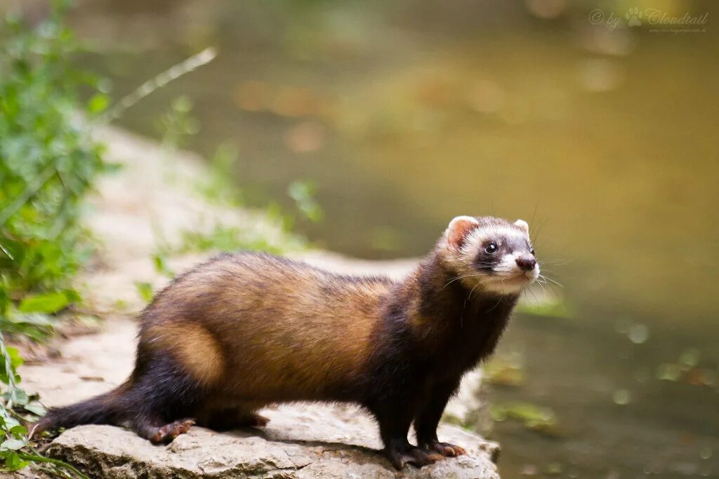 Лесной хорек фото ferret A pic I've made during a visit at Wildpark Bad Merg. Flickr