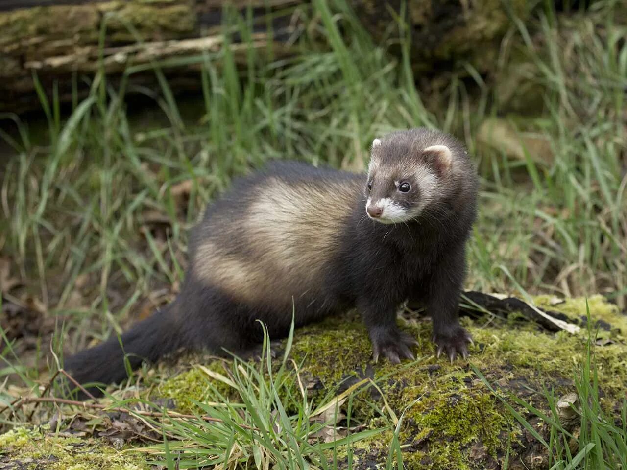 Лесной хорек фото European Polecat (Mustela putorius) Cute ferrets, Ferret, Animals
