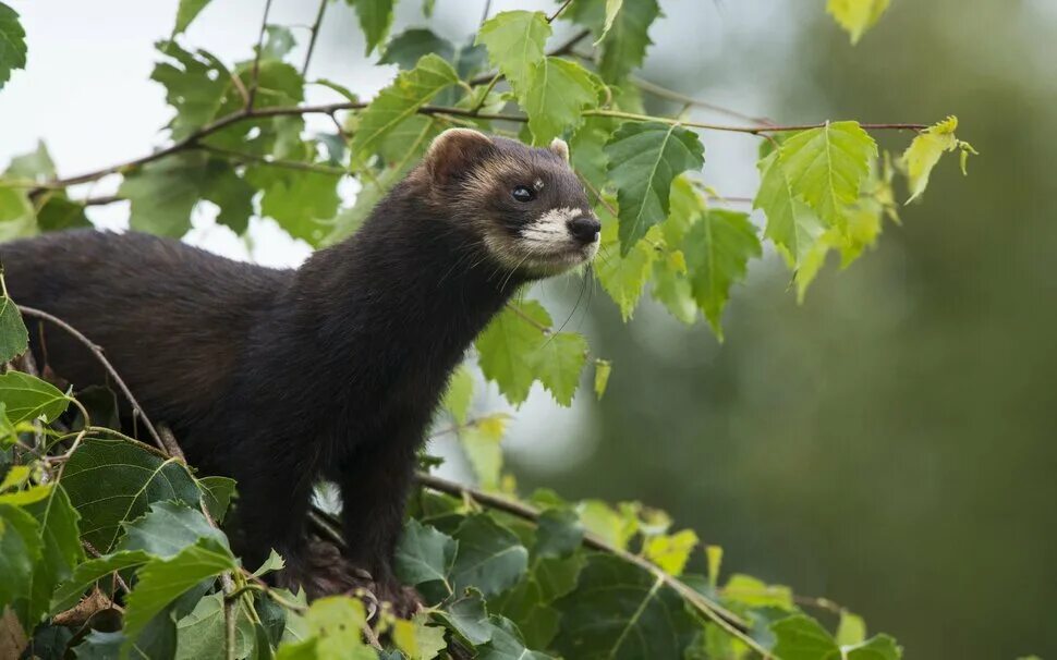 Лесной хорек фото Ferret обои на рабочий стол. Картинки ferret