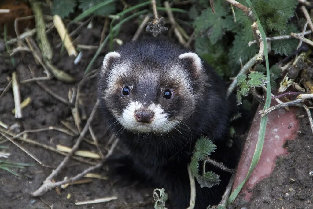Лесной хорек фото European Polecat (Mustela putorius) www.britishwildlifecen. Flickr