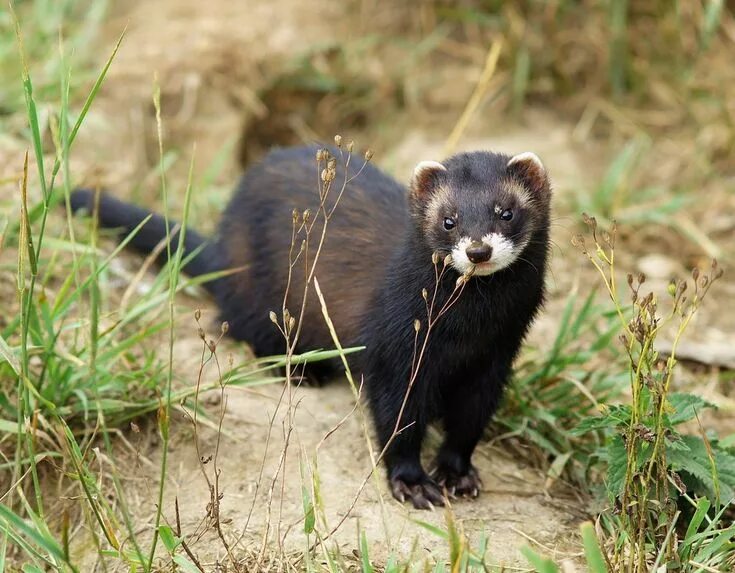 Лесной хорек фото Pin on Draken Cute ferrets, Animals, European polecat