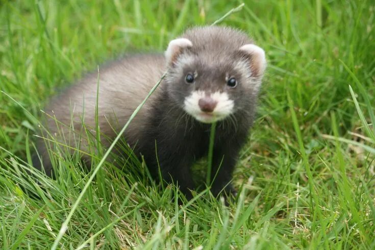 Лесной хорек фото Хорек : Игривый непоседа и верный друг (фото животного) Baby ferrets, Cute ferre