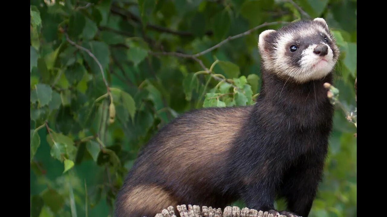 Лесной хорек фото How big is a European polecat? What is a European polecat called? Do European po