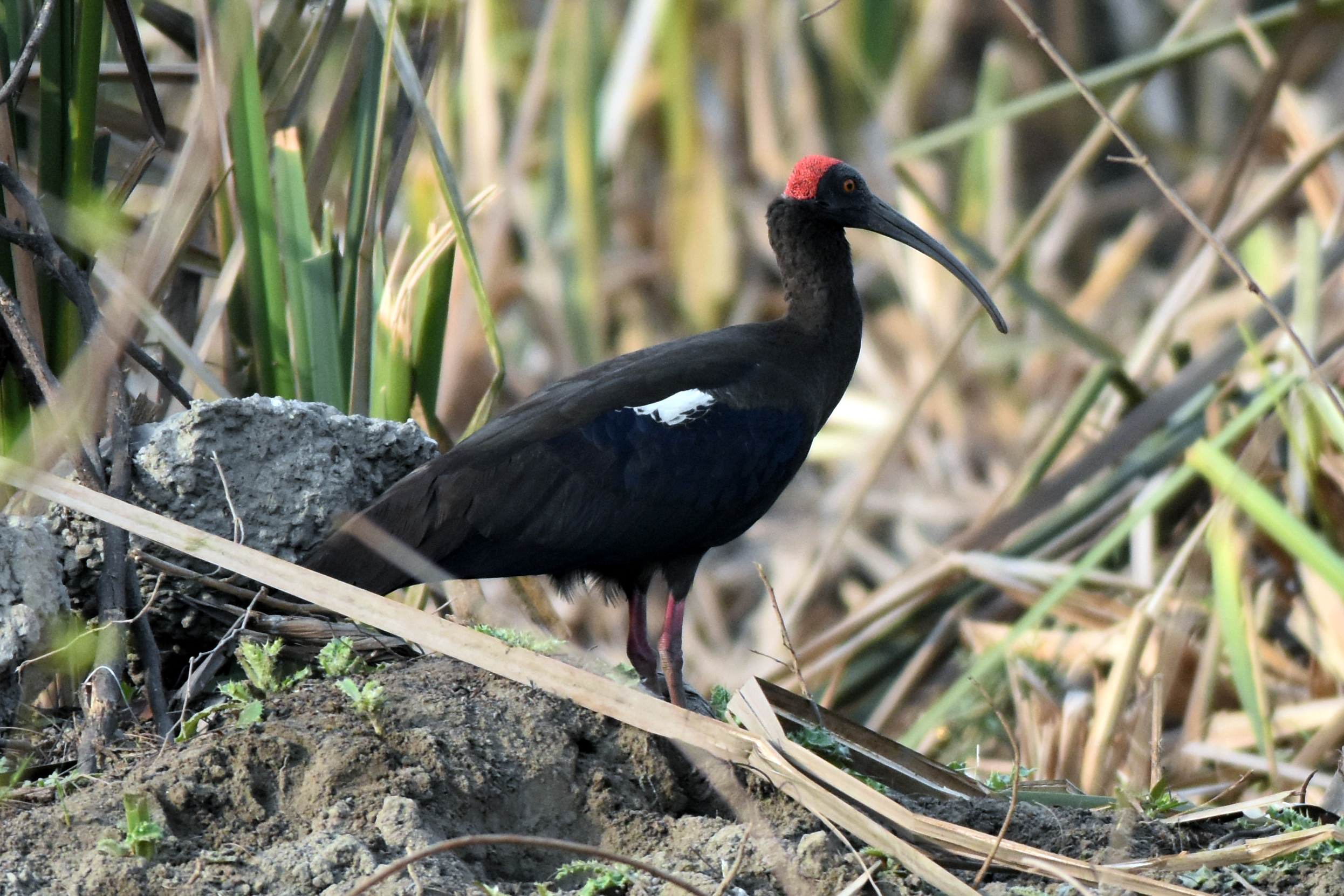 Лесной ибис фото File:Indian black ibis.jpg - Wikimedia Commons