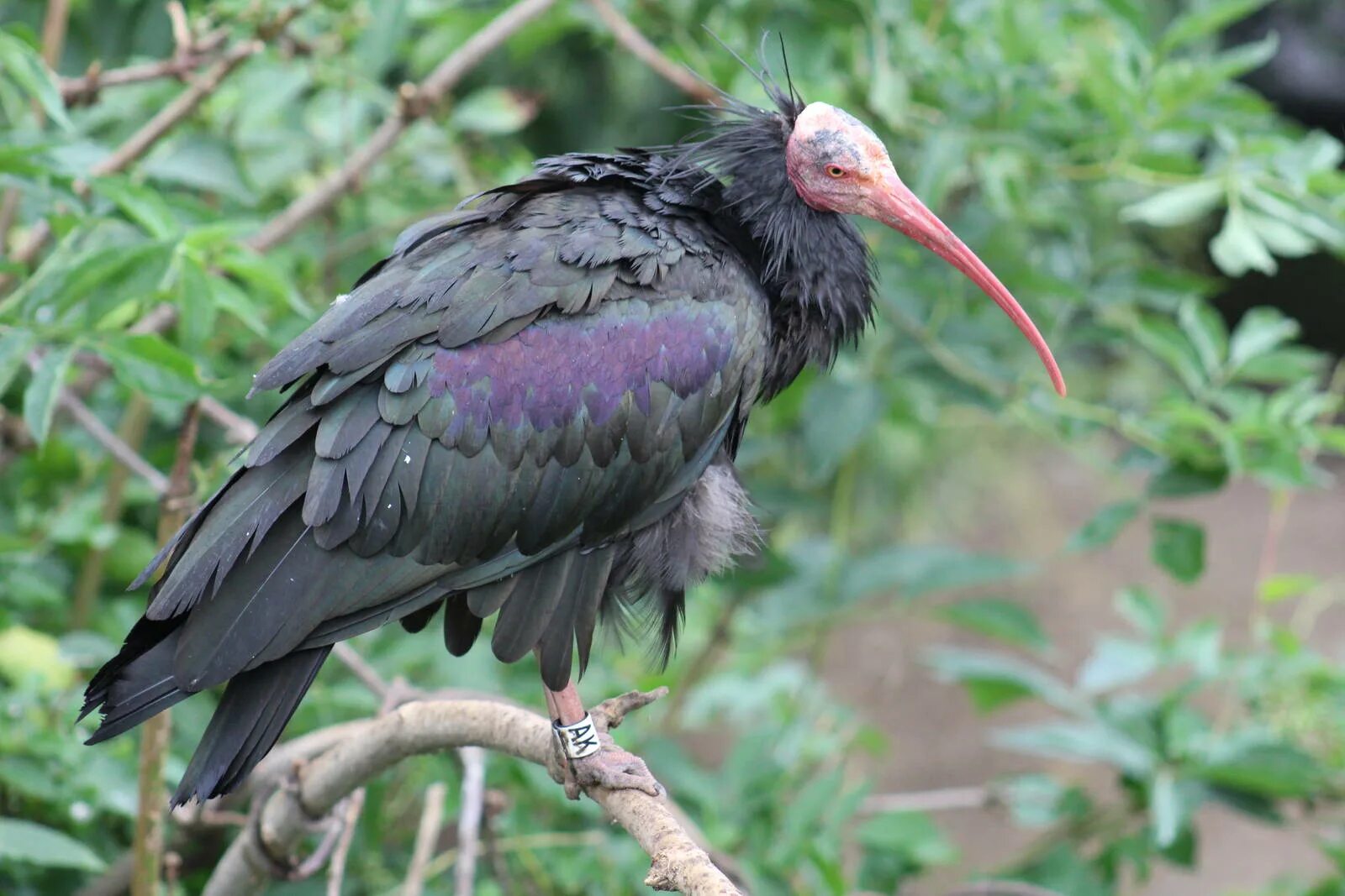 Лесной ибис фото Northern Bald Ibis - ZooChat