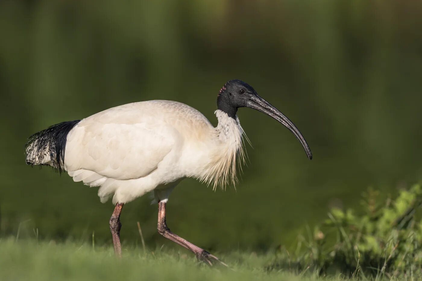 Лесной ибис фото Australian White Ibis * ReWild Perth