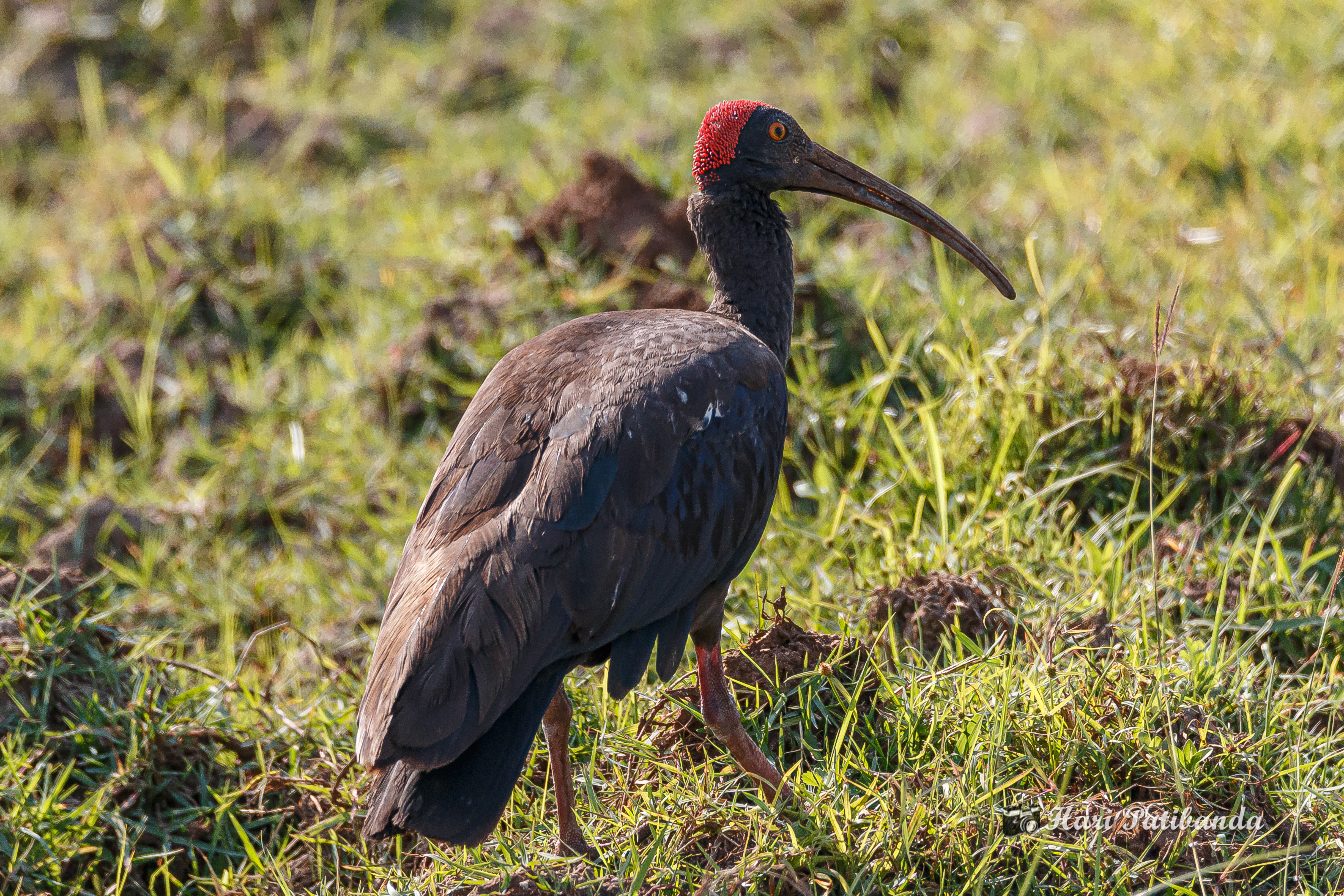 Лесной ибис фото File:A Red Naped IBIS (49590296197).jpg - Wikimedia Commons
