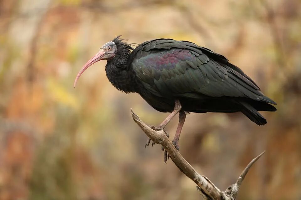 Лесной ибис фото Endangered zoo birds escape - Prague Post