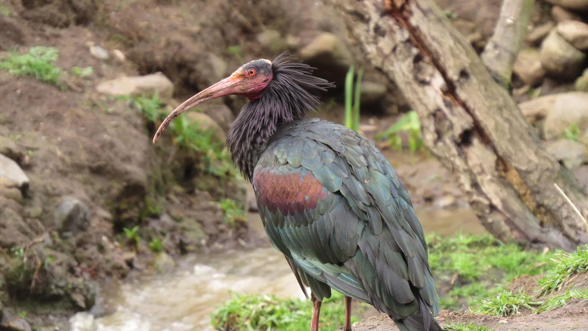 Лесной ибис фото Pie Bald Ibis