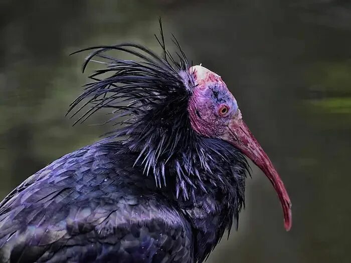 Лесной ибис фото Birds that came back from the brink of extinction - Insider Beautiful birds, Ext