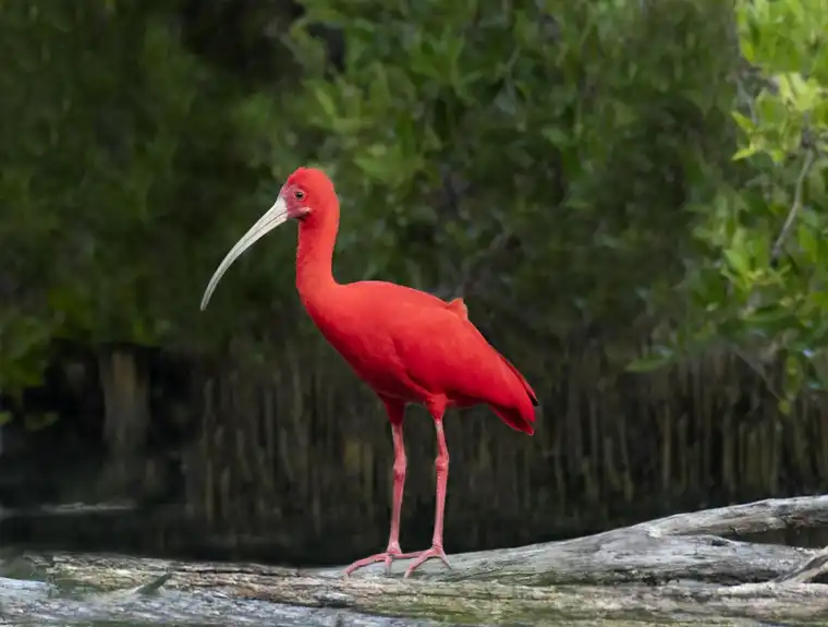 Лесной ибис фото Scarlet ibis - Album on Imgur