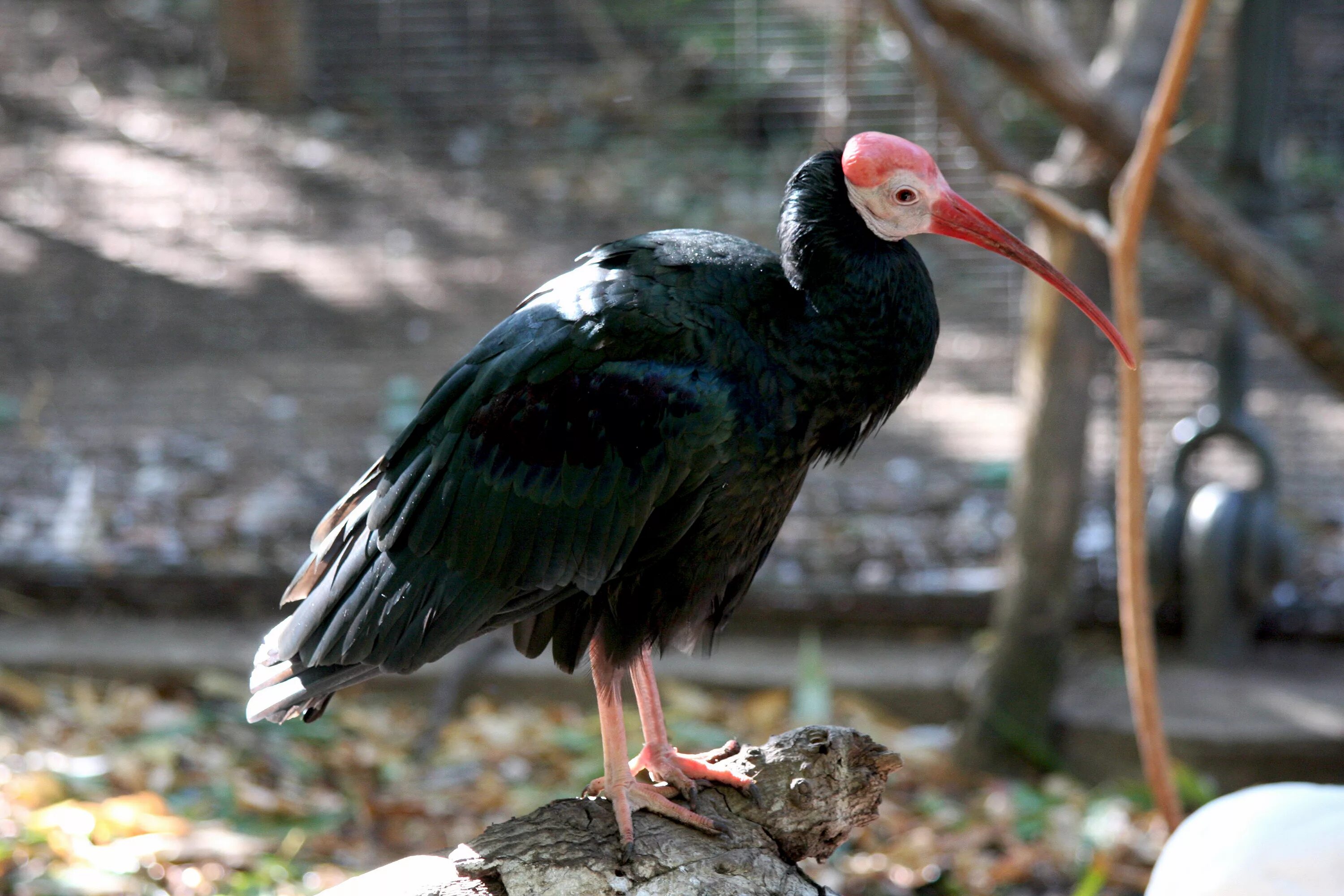 Лесной ибис фото Avise's Birds of the World