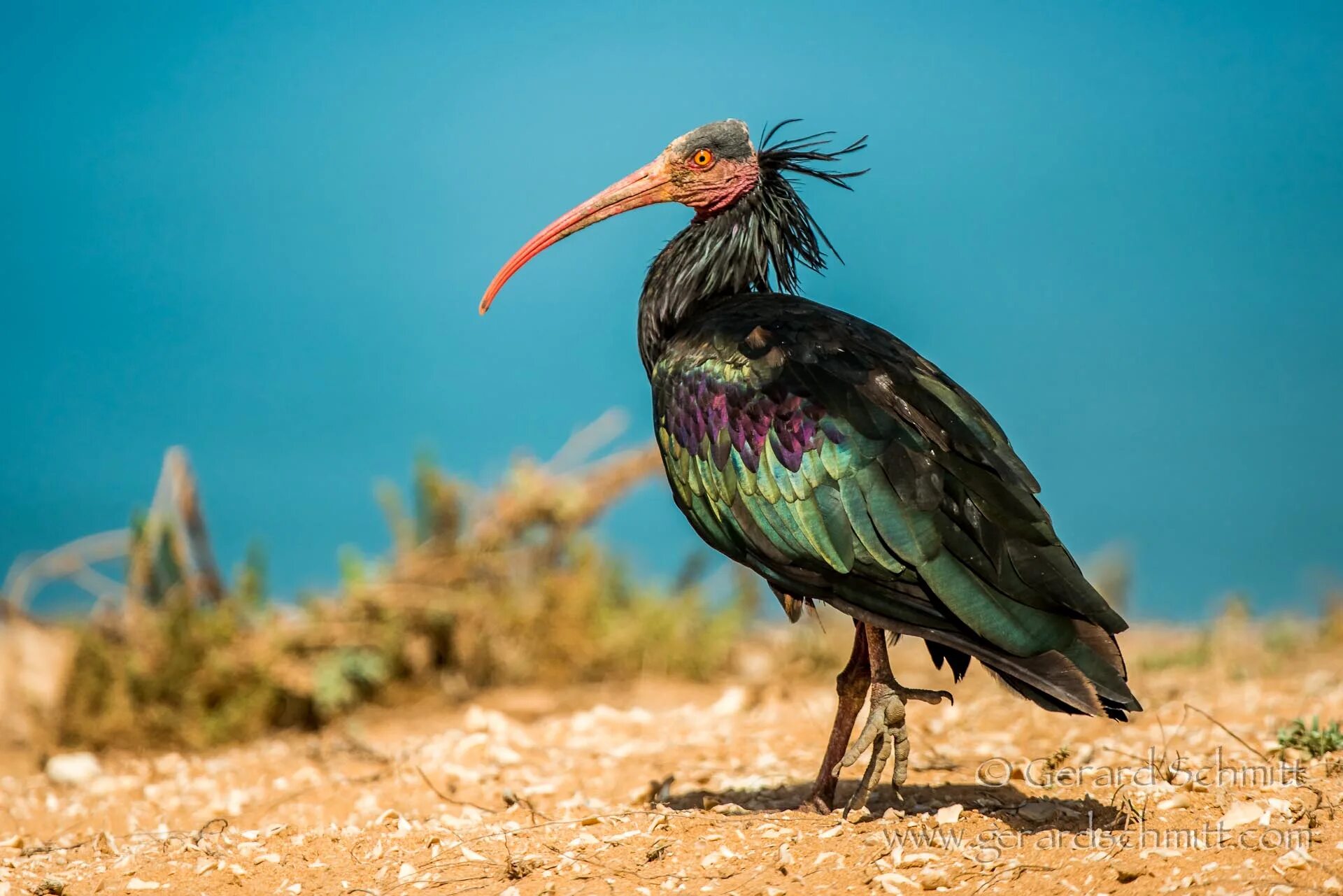 Лесной ибис фото Лесной ибис 57 фото - ZooClever.ru