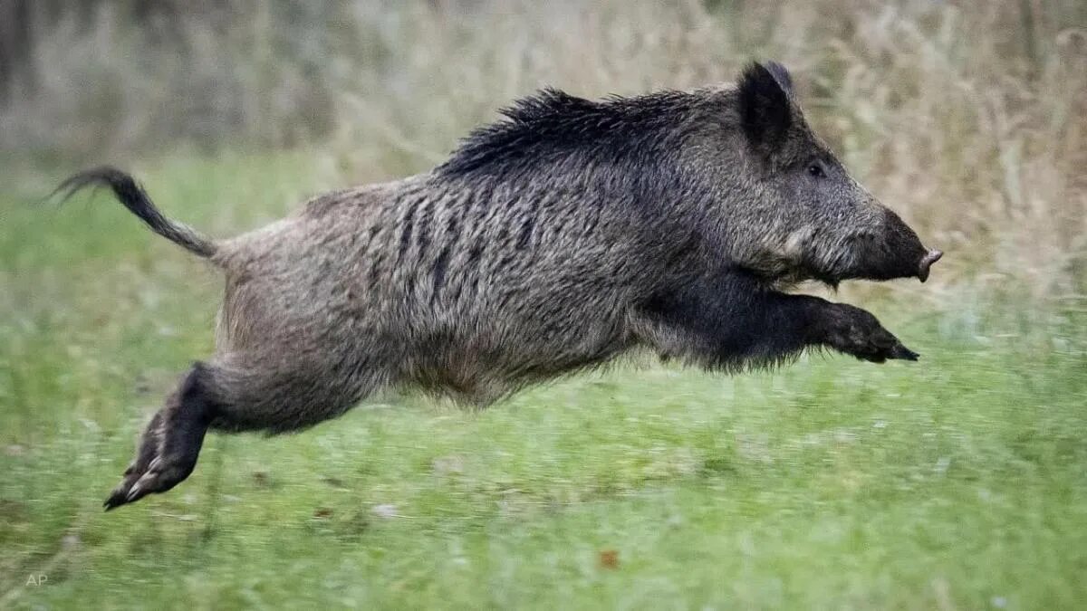 Лесной кабан фото Anger in France after 158 boar killed in single hunt