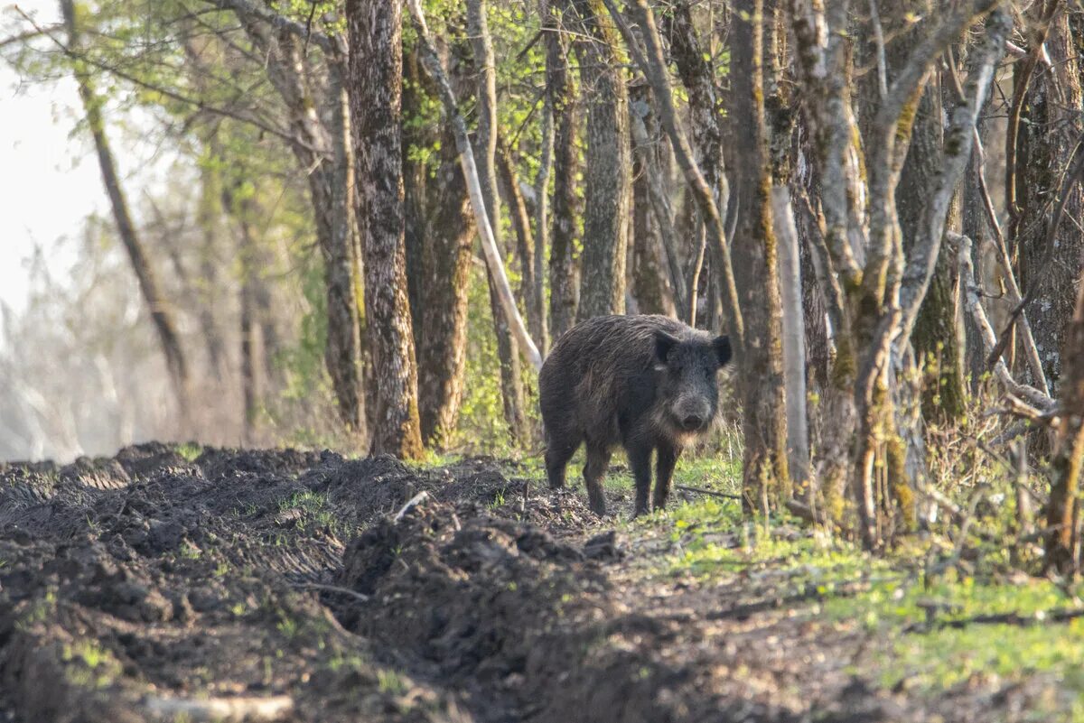 Лесной кабан фото Фотограф показал как он делает классные кадры Дикий фотограф Дзен