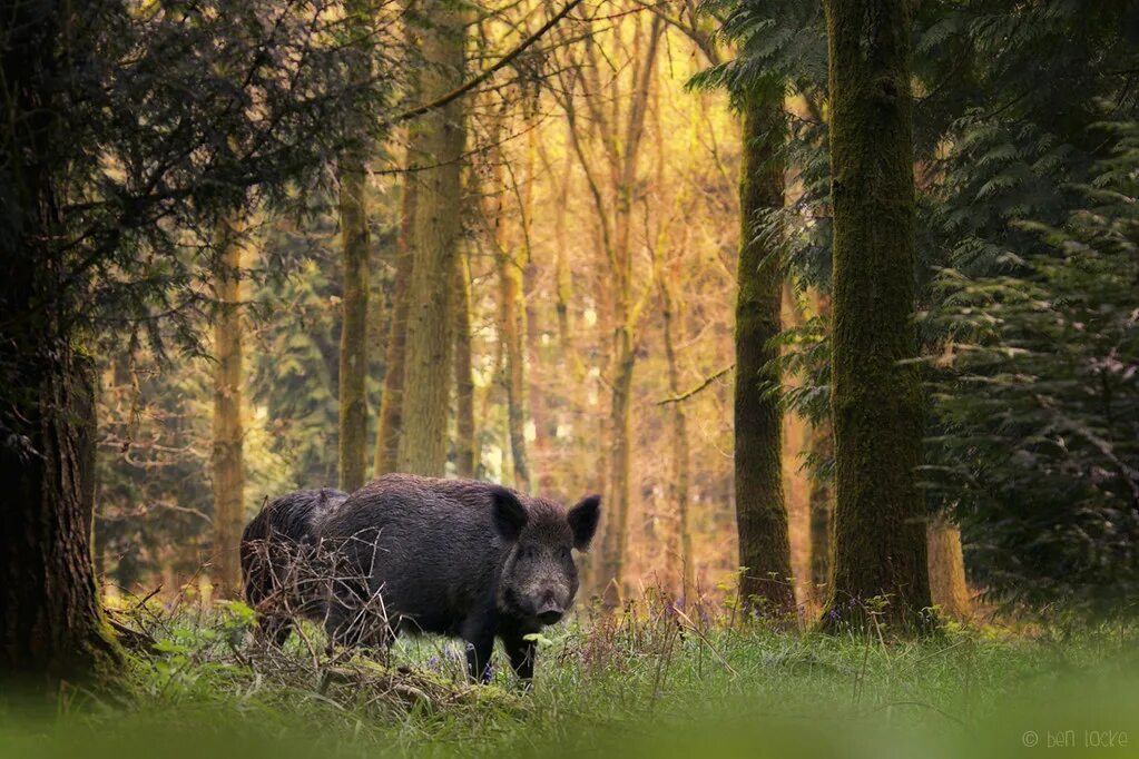 Лесной кабан фото Wild Boar One from the archives, two male Wild Boar in the. Flickr