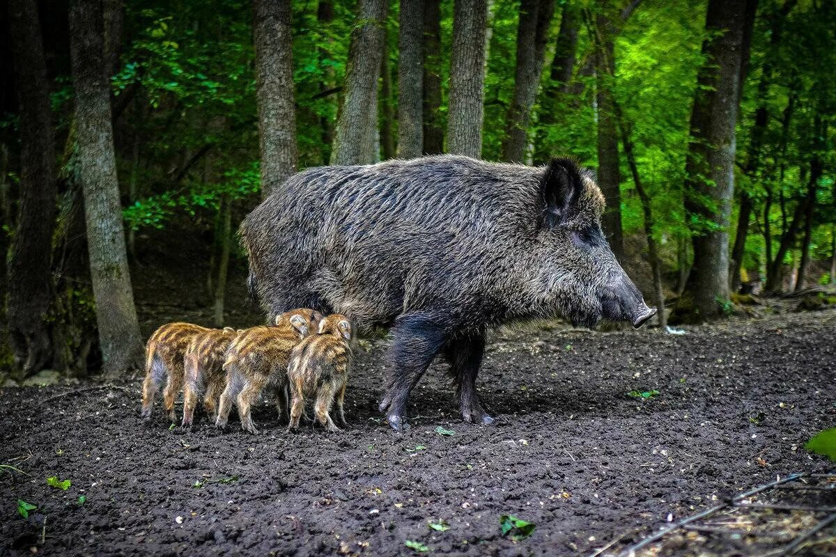 Лесной кабан фото Планета Земля. Кабан / Аркадий Голубков