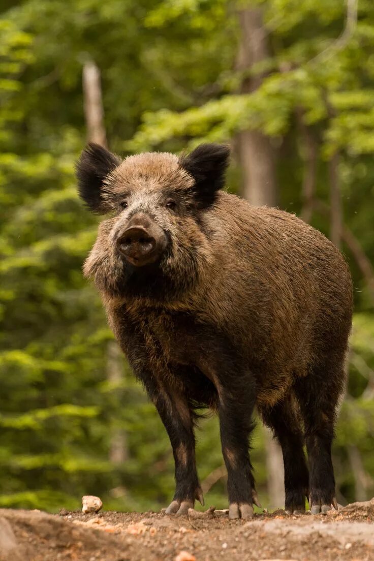 Лесной кабан фото jaws-and-claws: Mr. Boar by *Wolfling01 Feral pig, Wild boar, Animals wild
