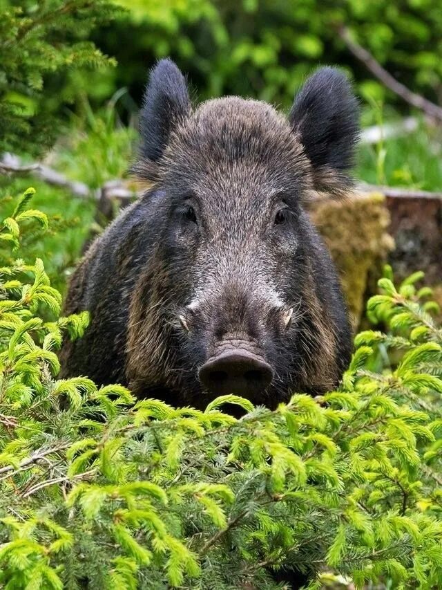 Лесной кабан фото ภ เ г ค к ค ๓* Feral pig, Wild boar hunting, Wild pig