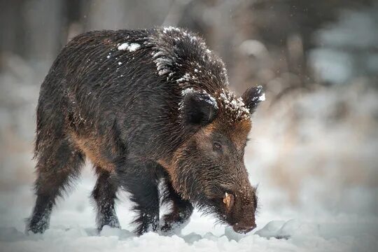 Лесной кабан фото Wild Boar Зображення - огляд 139,946 Стокові фото, векторні зображення й відео A