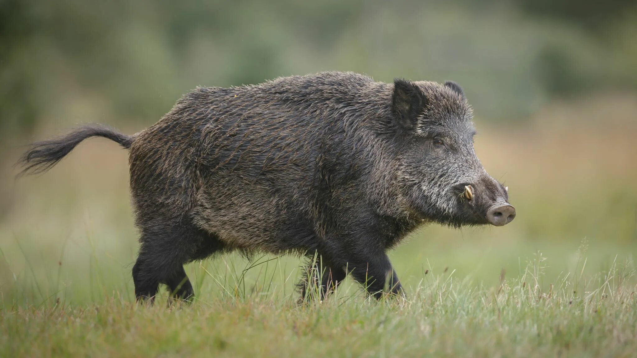 Лесной кабан фото Why Europe's wild boars are radioactive Science & Tech News Sky News