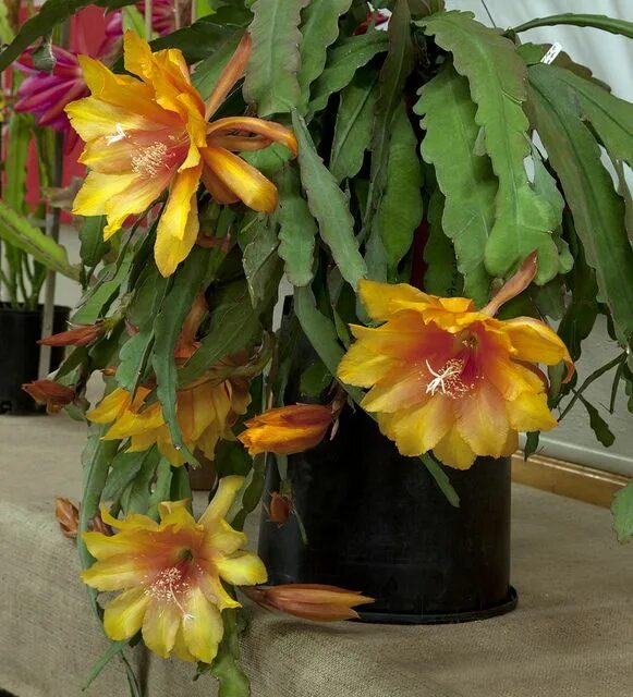 Лесной кактус фото Epiphyllum Acapulco Sunset Orchid cactus, Planting succulents, Exotic flowers