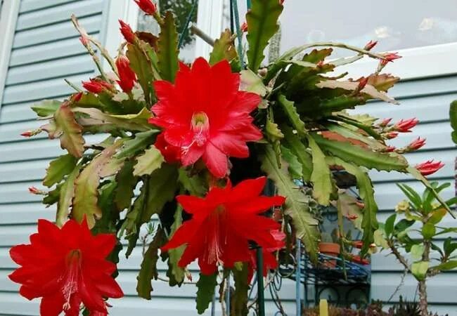 Лесной кактус фото תוצאת תמונה עבור эпифиллум Cactus orquídea, Flores exóticas, Cactus y suculentas