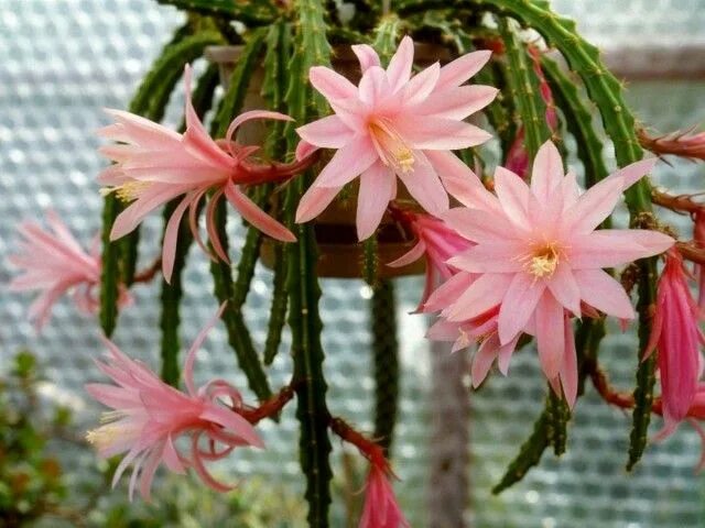 Лесной кактус фото Эпифиллюмы - обильно цветущие лесные кактусы Orchid cactus, Cactus plants, Small