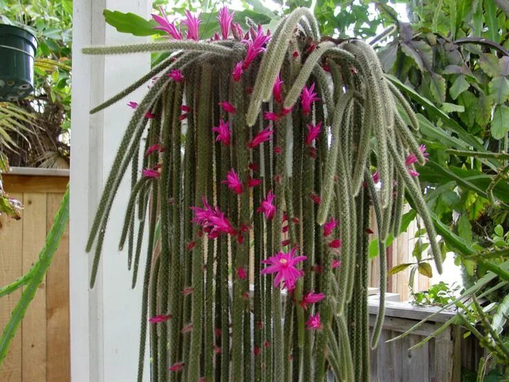 Лесной кактус фото Flowers all around - CactiGuide.com Flowers, Cactus garden, Horticulture