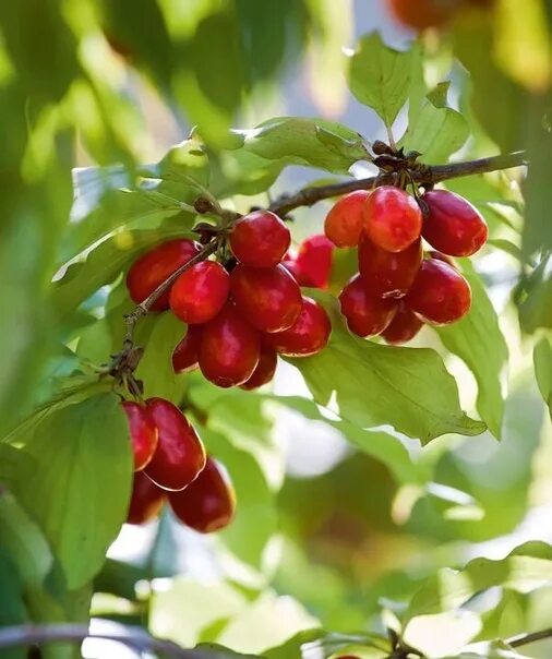 Лесной кизил фото We sell forest corn, collected in the mountain forests of the Crimea. Berries ar