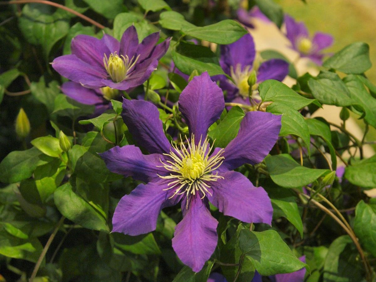 Лесной клематис фото No Blooms On Clematis - Reasons For Clematis Vine Not Blooming Well Gardening Kn